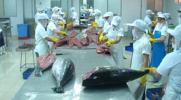 VASEP: Xuất khẩu cá ngừ năm 2021 chưa thể phục hồi