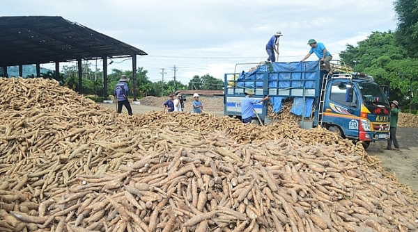 Giá trị xuất khẩu sắn và các sản phẩm từ sắn năm 2020 ước đạt 989 triệu USD