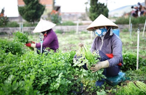 Lâm Đồng: Cung ứng 780.000 tấn rau cho thị trường Tết