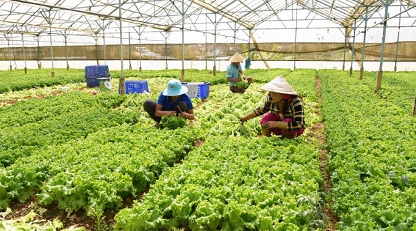 Tết Tân Sửu 2021: Lâm Đồng sẽ cung ứng gần 800.000 tấn rau ra thị trường
