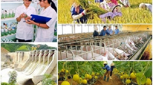 Kế hoạch cơ cấu lại ngành nông nghiệp giai đoạn 2021 - 2025