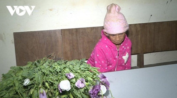 Phát hiện cụ bà 86 tuổi trồng 200 cây thuốc phiện trên nương rẫy ở Mộc Châu