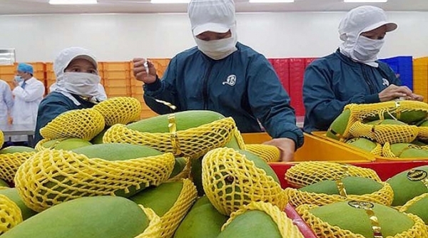 Xuất khẩu rau quả Việt Nam đang tăng dần vào thị trường Mỹ, EU, Nhật Bản