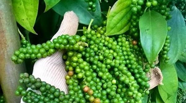 Giá tiêu ngày 31/3: Giao dịch trong khoảng 71.500 - 75.000 đồng/kg