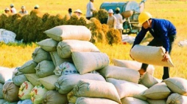 Giá lúa gạo ngày 19/4: Giá trong nước ổn định, giá xuất khẩu giảm
