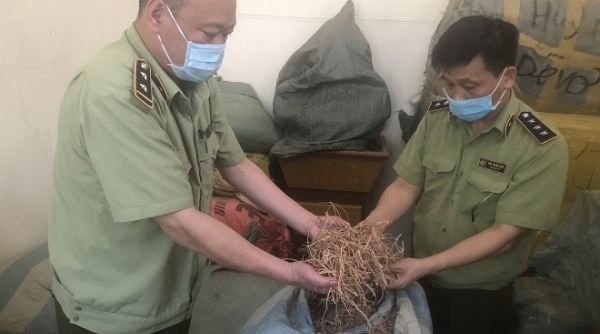 Lạng Sơn: Buộc tiêu hủy 190 kg dược liệu không rõ nguồn gốc