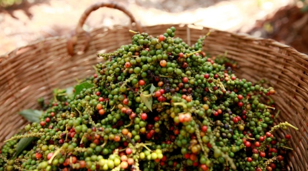 Giá tiêu ngày 16/5: Giao dịch ở mức từ 63.500 - 68.000 đồng/kg