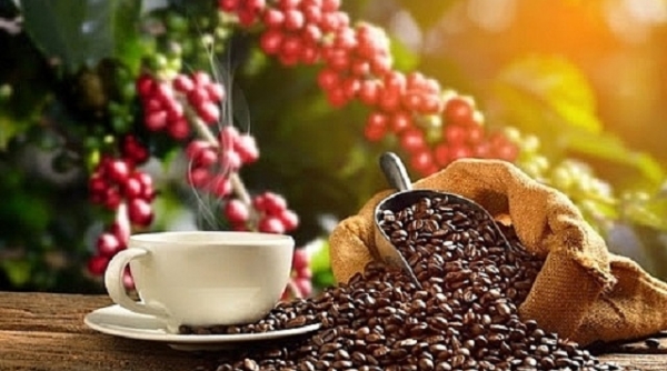 Giá cà phê ngày 6/6: Tăng 300 đồng/kg tại hầu hết các địa phương