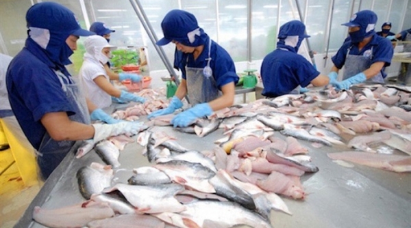 Xuất khẩu cá tra tăng 8,9% so với cùng kỳ
