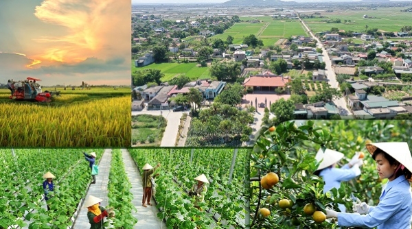 Thanh Hóa: Đẩy mạnh tập trung tích tụ đất đai để phát triển nông nghiệp