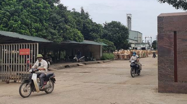 Huyện Thanh Chương (Nghệ An): Yêu cầu dừng hoạt động sản xuất gỗ bóc trái phép