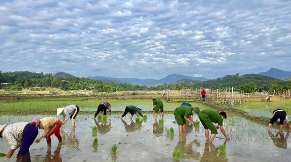 Công an Thanh Hóa lội bùn giúp dân cấy lúa giữa đại dịch Covid-19