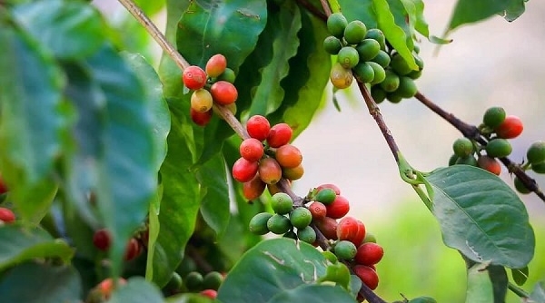 Giá cà phê ngày 9/7: Trong nước cán mốc 36.000 đồng/kg