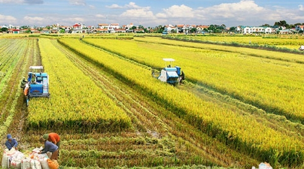 Ngân hàng nhà nước: Xem xét cho vay không tài sản bảo đảm với ngành lúa gạo