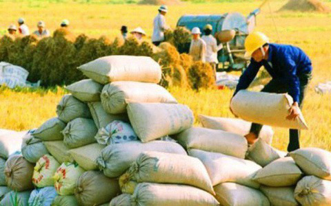 Giá gạo xuất khẩu lại tăng trở lại