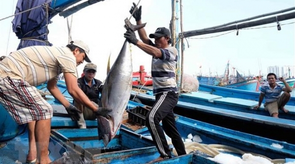 Giá trị cá ngừ xuất khẩu sang thị trường Trung Quốc tăng 3 lần