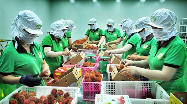 Cơ hội cho trái cây nhiệt đới Việt Nam xuất khẩu sang thị trường EU