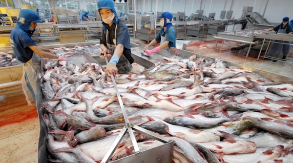 Xuất khẩu cá tra sang ASEAN sụt giảm