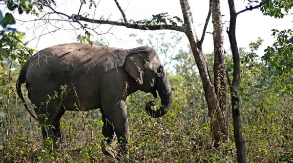 Đắk Lắk hướng tới chấm dứt sử dụng loại hình du lịch cưỡi voi