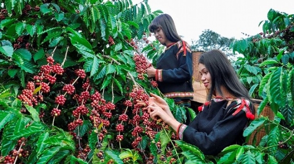 Giá nông sản hôm nay 25/02: Cà phê tiếp đà giảm mạnh, thị trường hồ tiêu duy trì ổn định