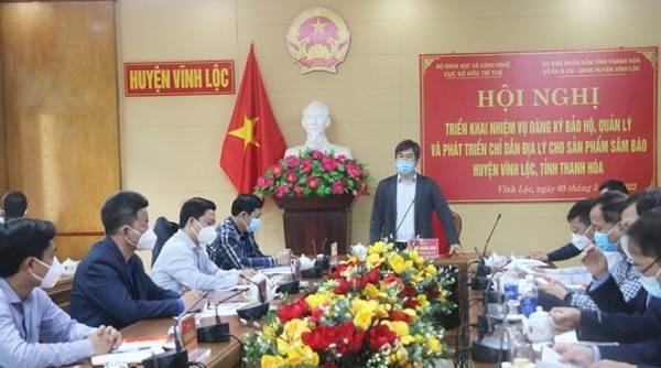 Thanh Hóa triển khai nhiệm vụ đăng ký bảo hộ, quản lý và phát triển chỉ dẫn địa lý cho sản phẩm Sâm Báo