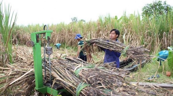 Gia hạn thời gian điều tra chống lẩn tránh biện pháp phòng vệ thương mại đường mía