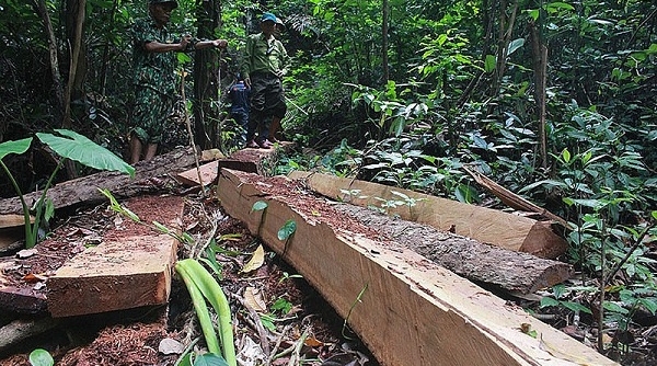 Quảng Bình tạm đình chỉ công tác một trưởng trạm bảo vệ rừng
