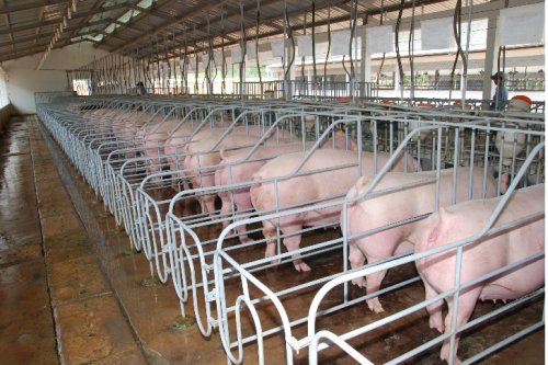 Thanh Hoá hỗ trợ các doanh nghiệp đầu tư phát triển chăn nuôi lợn