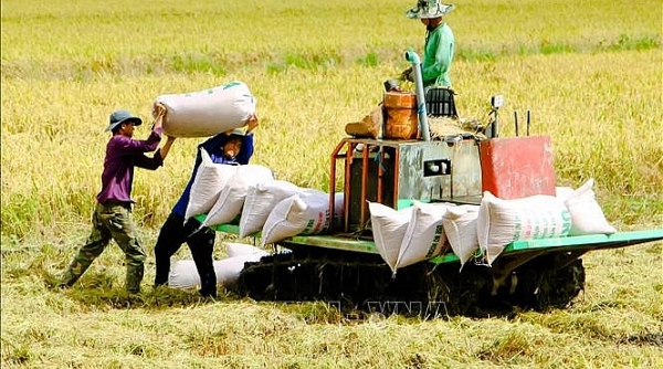 Kiểm soát chặt nguồn gốc, xuất xứ lúa nhập khẩu từ Campuchia