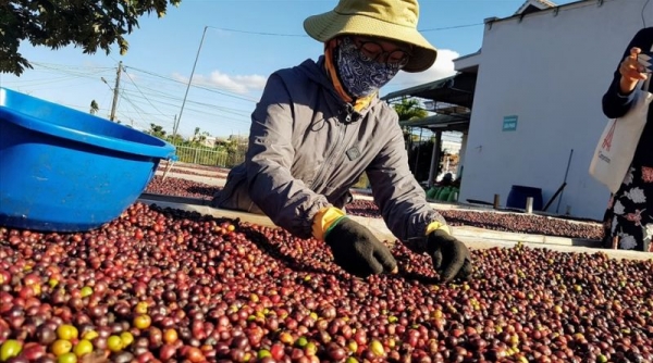 Cà phê xuất khẩu Việt Nam hưởng lợi nhờ nhu cầu của các nền kinh tế lớn trên thế giới tăng