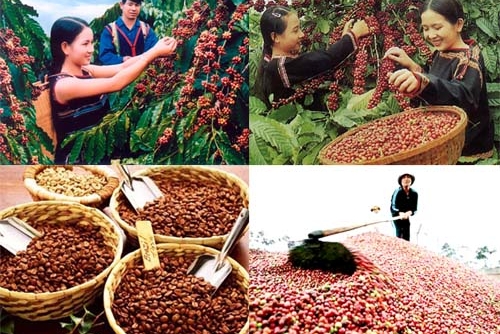 Hiệp định EVFTA và cơ hội của thị trường xuất khẩu cà phê sang EU