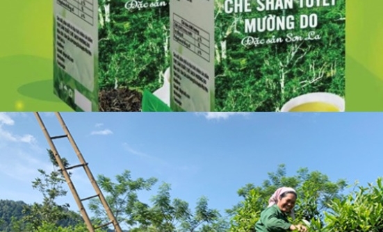 Phù Yên bảo tồn cây chè cổ thụ Mường Do gắn với xây dựng sản phẩm OCOP