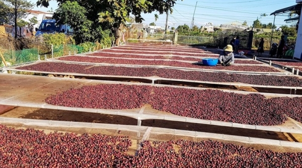 Xuất khẩu cà phê của Việt Nam trong tháng 9/2022 đạt 100 nghìn tấn