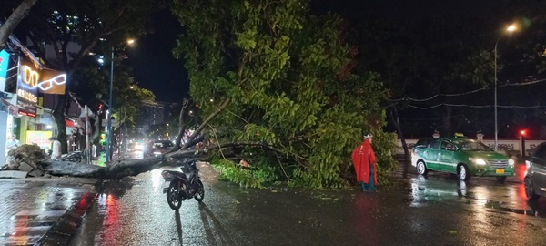 Vũng Tàu mưa lớn, nguy hiểm cây xanh bật gốc đổ ra đường