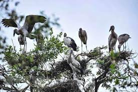 Kon Tum tuyên truyền, phổ biến quy định pháp luật về bảo tồn các loài chim hoang dã, di cư