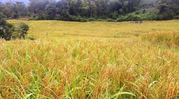 Thanh Hoá đẩy mạnh nâng cao chất lượng và phát triển diện tích các loại lúa nếp đặc sản