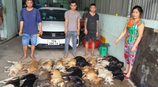 Thu giữ 1,4 tấn thịt chó thu mua từ các đối tượng trộm cắp