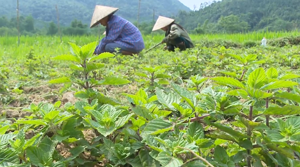 Thạch đen “Lạng Sơn” được bảo hộ chỉ dẫn địa lý