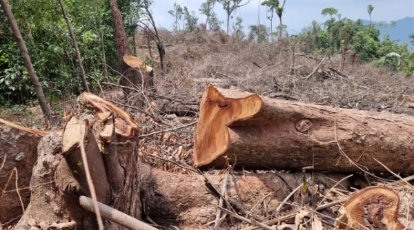 Kỷ luật nhiều cán bộ liên quan vụ phá rừng ở Quảng Trị