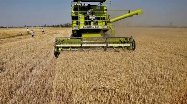 Căng thẳng khu vực Biển Đen kéo giá lúa mì tăng vọt