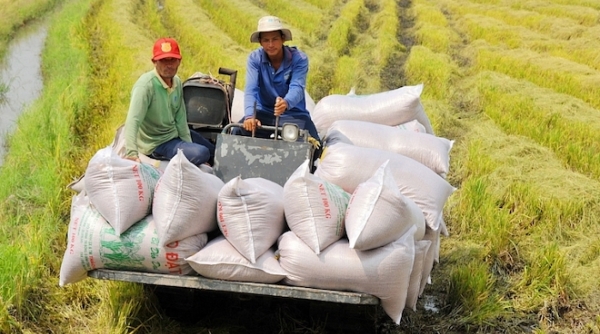 Xây dựng thương hiệu gạo Việt Nam để phát triển thị trường