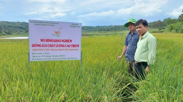 Gia Lai: Nghiên cứu, sản xuất giống phục vụ cơ cấu lại ngành nông nghiệp