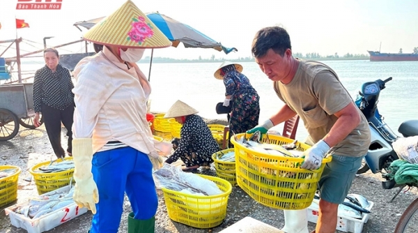 Thanh Hóa: Thúc đẩy phát triển dịch vụ hậu cần nghề cá