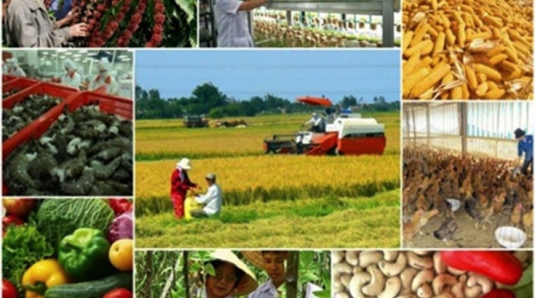 Xuất siêu của ngành nông nghiệp 9 tháng đạt 8,04 tỷ USD tăng 22,5% so với cùng kỳ năm trước