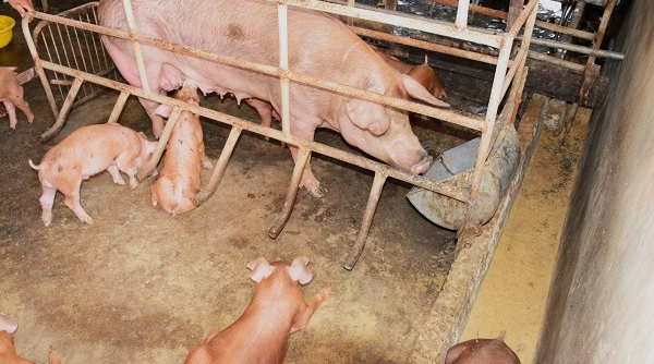 Cà Mau triển khai quyết liệt, đồng bộ các giải pháp phòng, chống bệnh dịch tả lợn Châu Phi