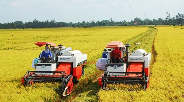 Đồng bằng sông Cửu Long: Nông dân rộn ràng “mùa vàng” đón Tết