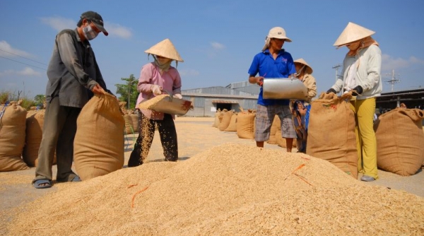 Indonesia đang khó khăn trong việc nhập gạo chất lượng cao