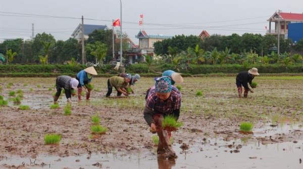 Nam Định: Bà con nông dân hối hả xuống đồng