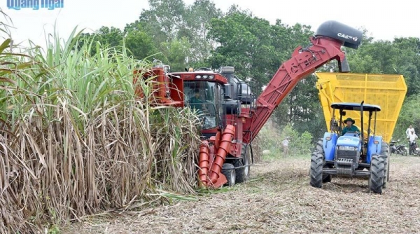 Hậu Giang: Phát triển ổn định vùng mía