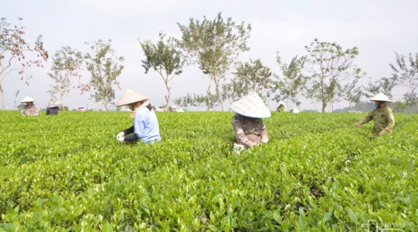 Thái Nguyên: Huyện Đại Từ xây dựng vùng sản xuất chè tập trung